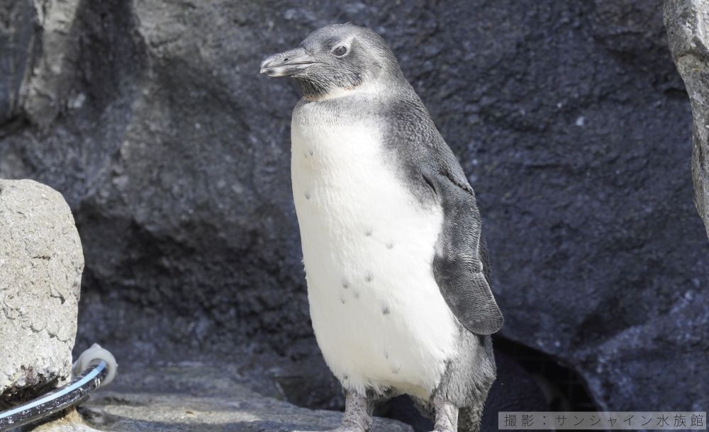 ケープペンギンの亜成鳥写真