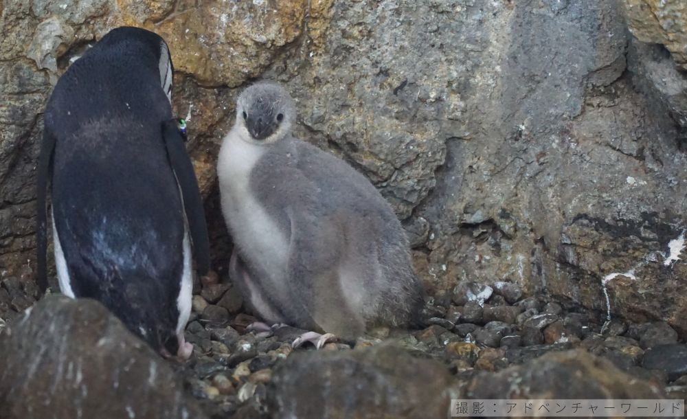 ヒゲペンギンの巣