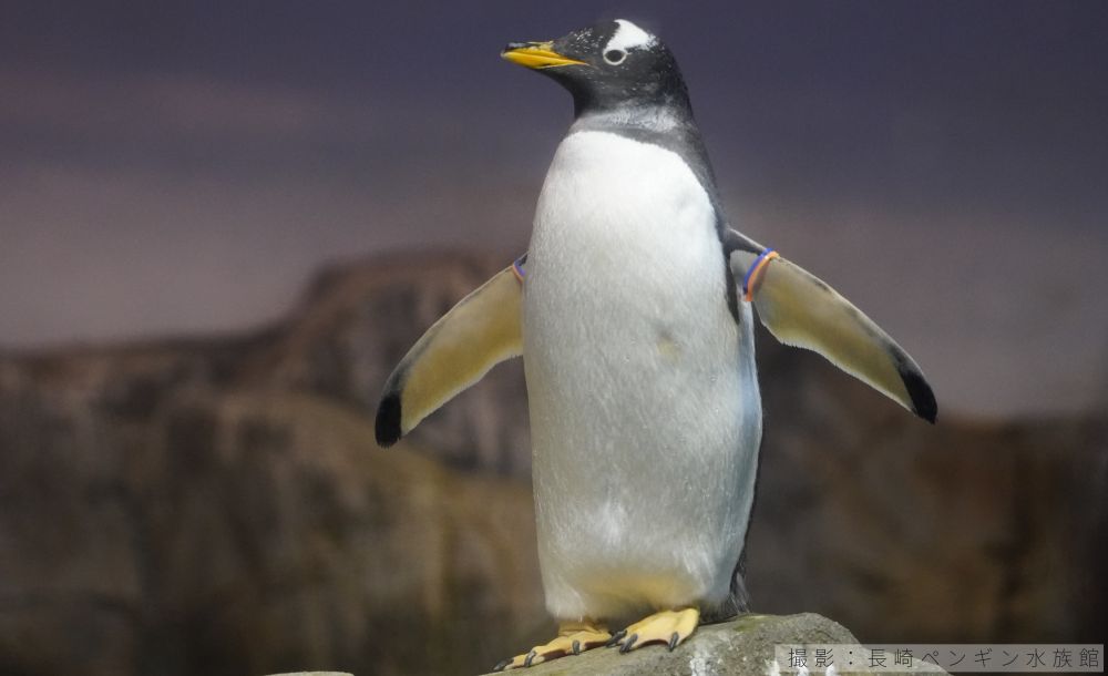 ジェンツーペンギンの写真