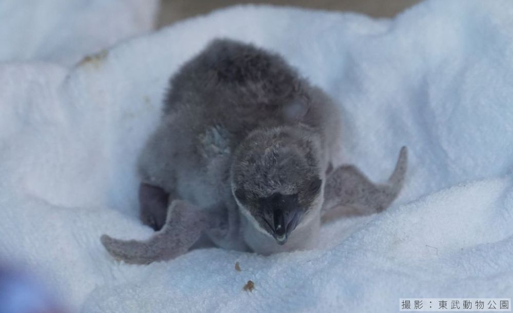 1日齢のフンボルトペンギンのヒナ