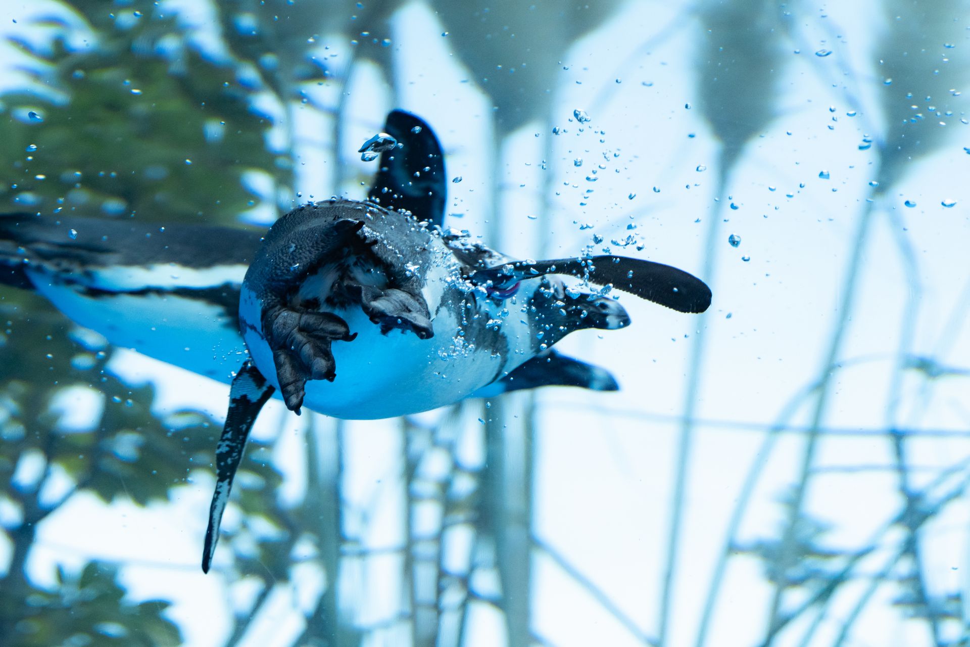 ケープペンギン