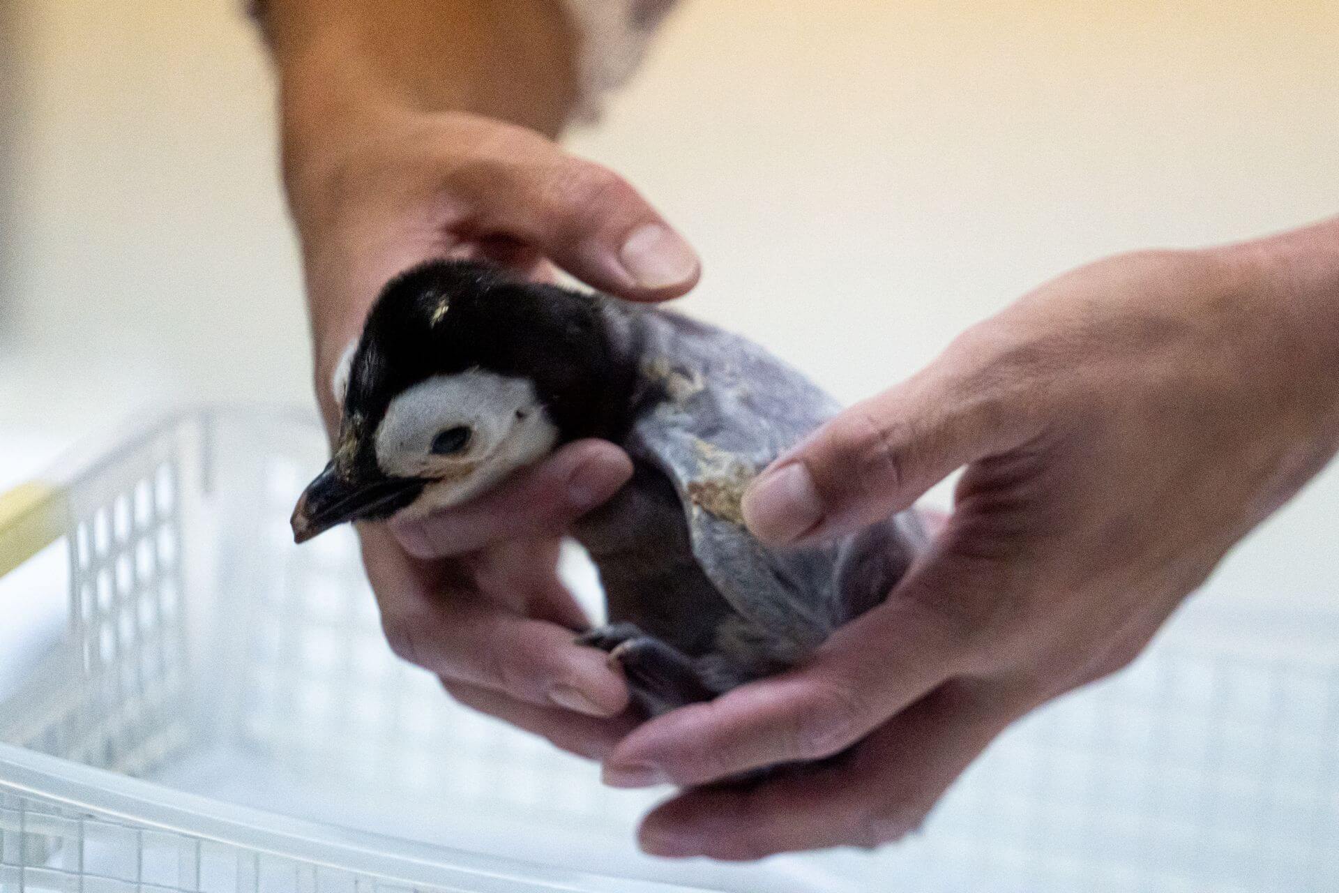 エンペラーペンギン
