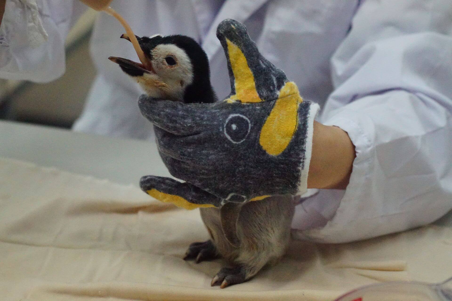 エンペラーペンギン